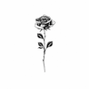 Petite Rose